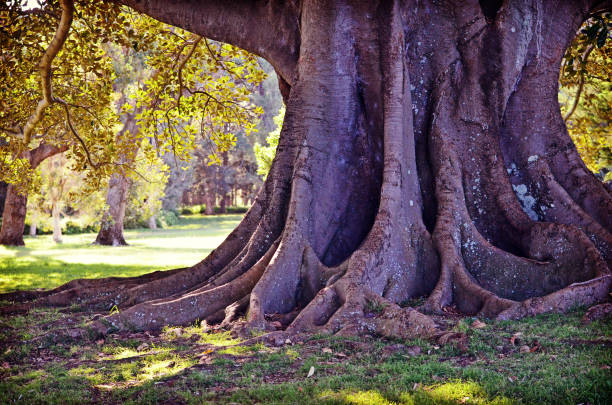 Giant sturdy roots of a Moreton Bay Fig Tree in Centennial Park, Sydney, NSW, Australia