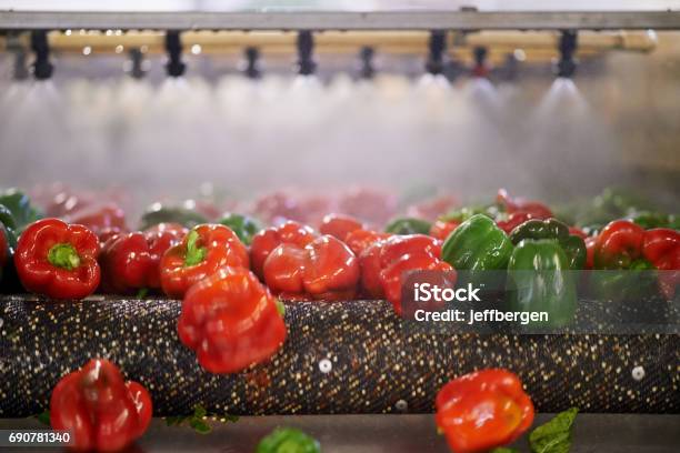 Starting The Journey From Farm To Table Stock Photo - Download Image Now - Food Processing Plant, Vegetable, Spraying