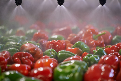 Shot of green and red peppers passing under sprinklers while on a conveyor belt in a processing plant