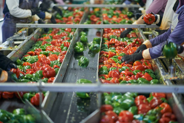 Shot of a group of unidentifiable factory workers sorting through peppers on a conveyor belt