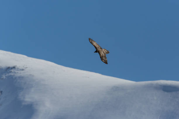 istock flying juvenile bearded vulture (Gypaetus barbatus) with mountains, blue sky and snow 690784512