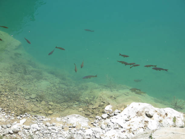 istock Trouts swimming in green water 690787436