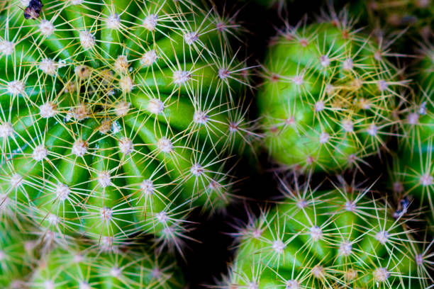 istock Thorns of cactus close up 690787482