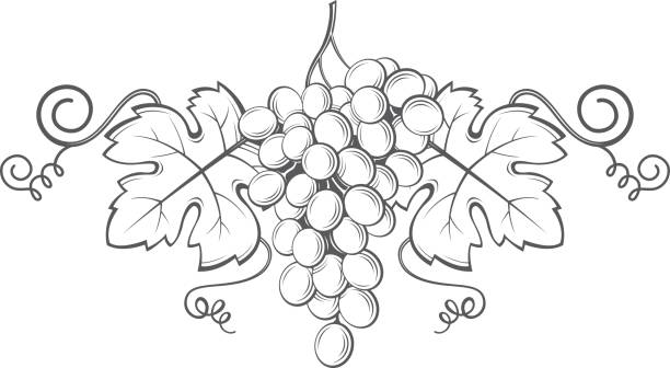 illustrazioni stock, clip art, cartoni animati e icone di tendenza di immagine grappoli d'uva - wine grape harvesting crop