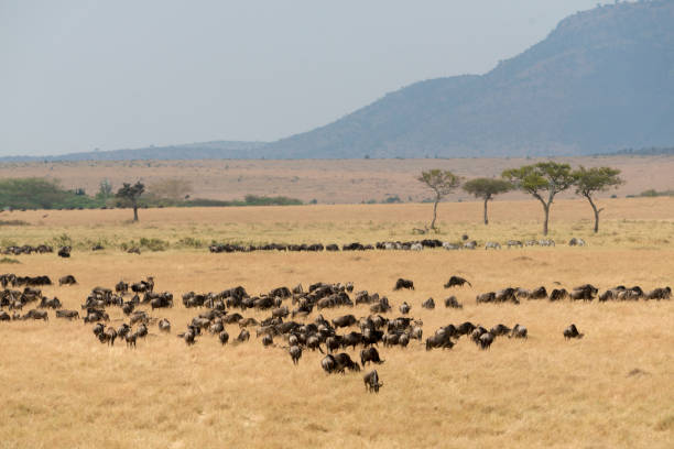 istock Great Migratiion at Masai Mara 690797282