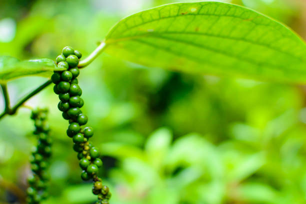 close up raw pepper plant nature green background