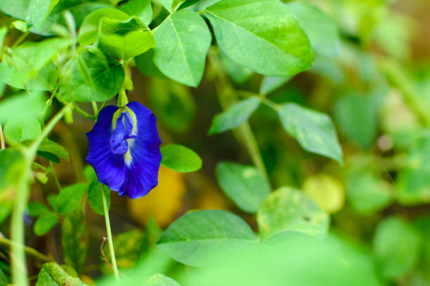 istock butterfly pea flower nature herb 690800132