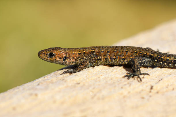 istock viviparous lizard basking on wood stump 690800516