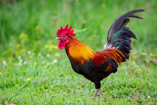 A rooster in the field.