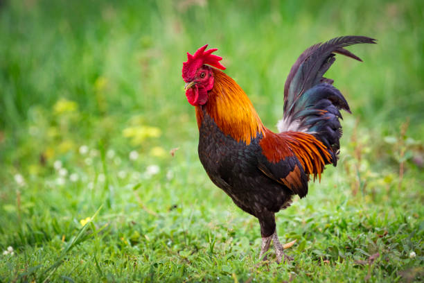 istock Image of a cock on nature background. Farm Animals. 690801122