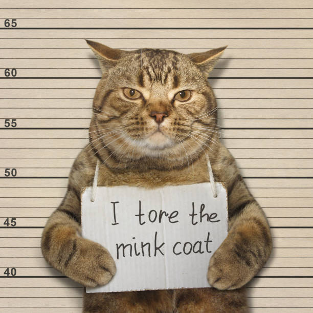 istock Bad cat tore mink coat 690810742