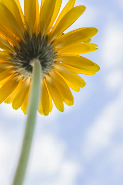 istock Gerbera jamesonii in flower 690813488