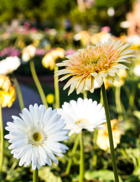 istock Gerbera jamesonii in flower 690813632