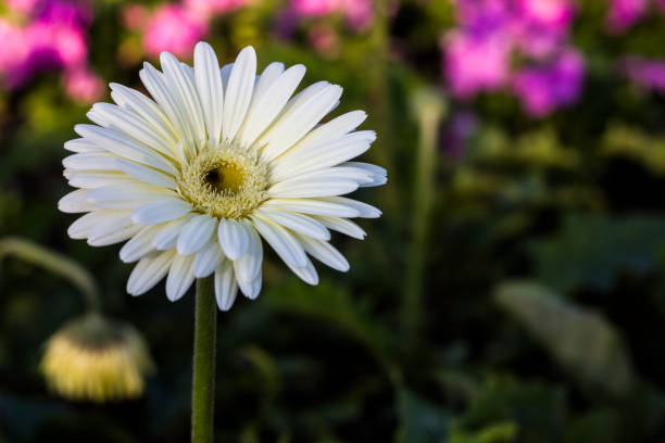 istock Gerbera jamesonii in flower 690813652