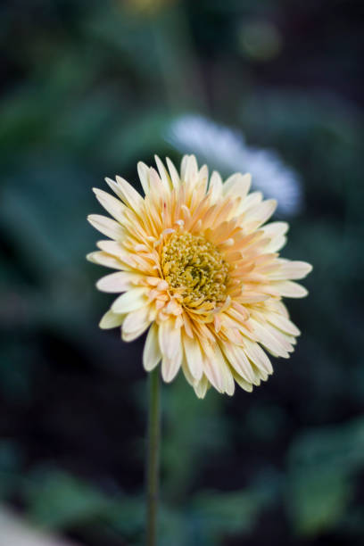 istock Gerbera jamesonii in flower 690813748