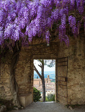 old town San Gimignano view through a doorway covered with wisteria. at the  province of Siena. Tuscany, Italy