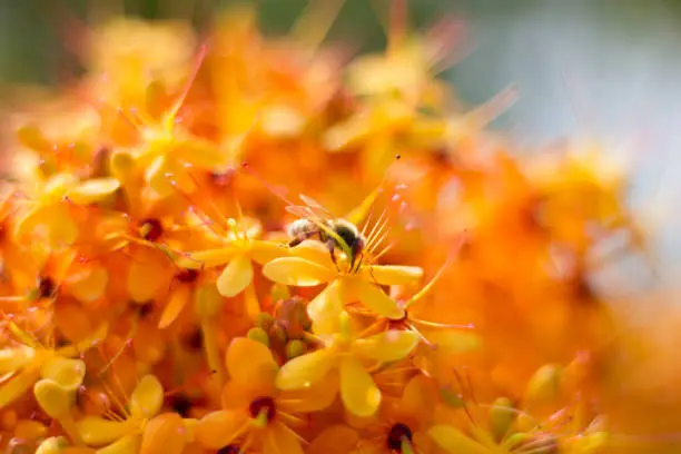 Flowers orange,in garden Compositae flower background