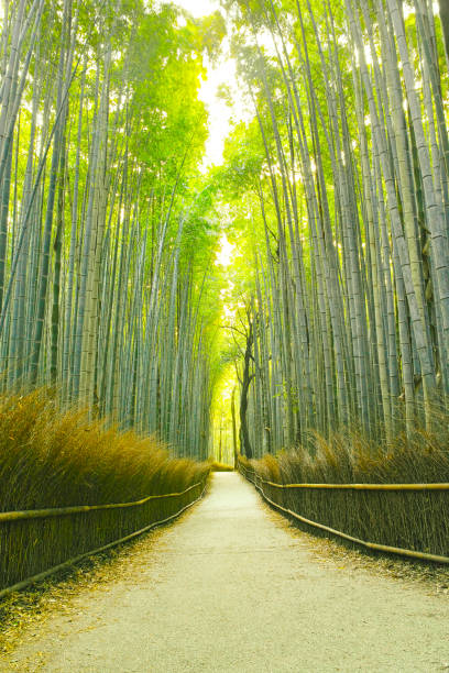 istock Kyoto bamboo grove road 690820342