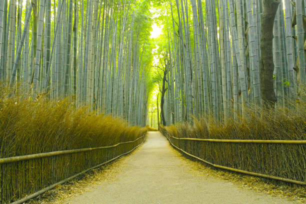 istock Kyoto bamboo grove road 690822394