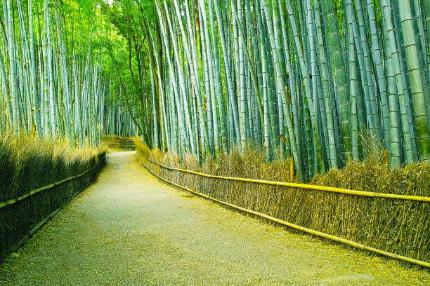 istock Kyoto bamboo grove road 690822582