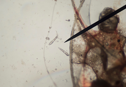 Demodex parasite under skin dog take photo from microscope
