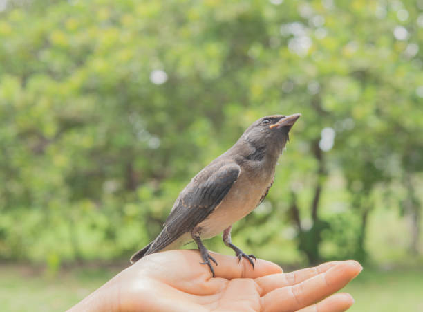 istock Bird in hand on a day and nature 690822950