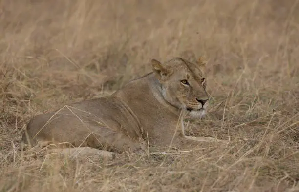 Photo of Lioness