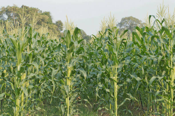 view of the corn field stock photo