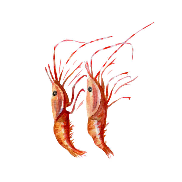 istock fresh shrimps illustration. Hand drawn watercolor on white background 690829610