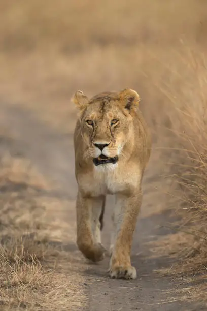 Photo of Lioness