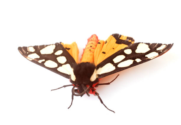 istock Epicallia villica butterfly 690830598