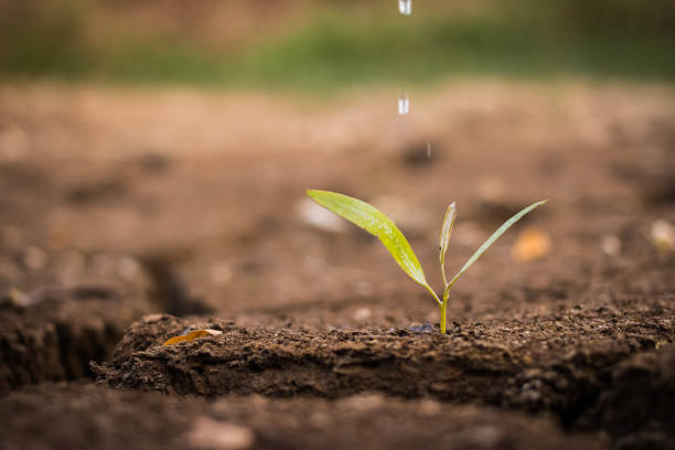 istock watering the ground barren 690837068