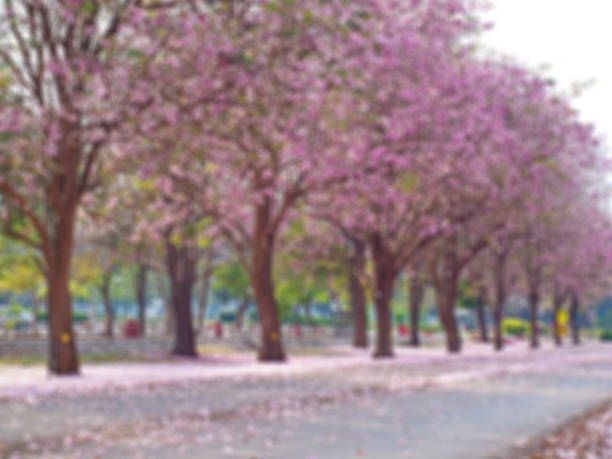 istock Blurred field of pink trumpet tree 690841014