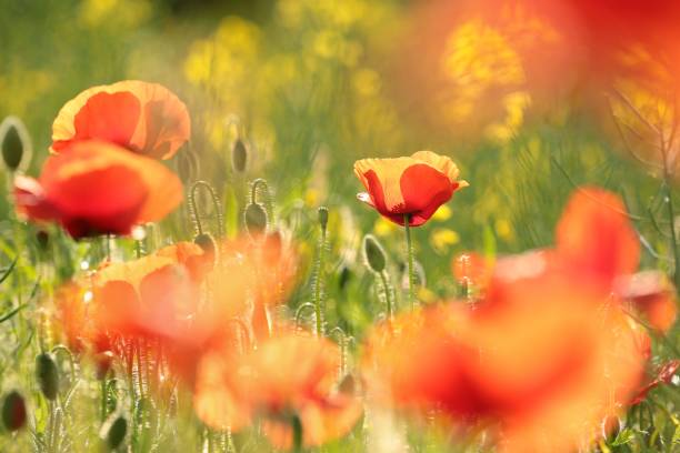 istock Poppy in the field 690841618