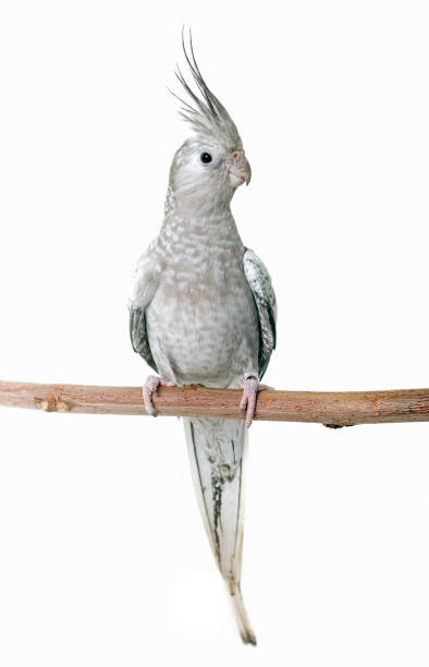 istock female gray cockatiel 690842348