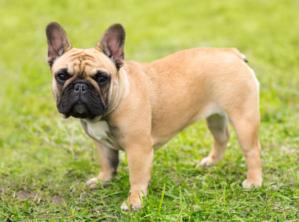 istock French bulldog standing in the park 690844688