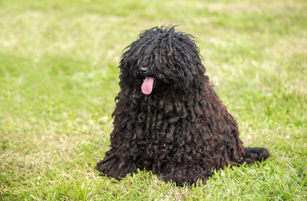 Puli ırkı köpekler