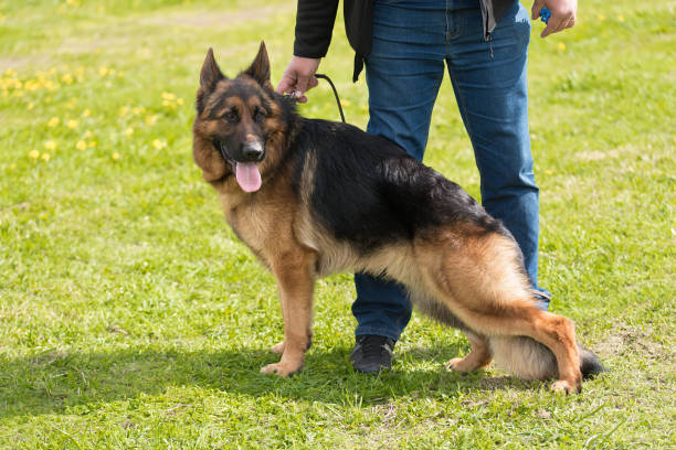 istock German shepherd dog in the park 690844796