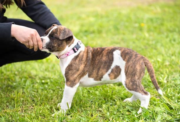 istock Little american staffordshire terrier 690844844