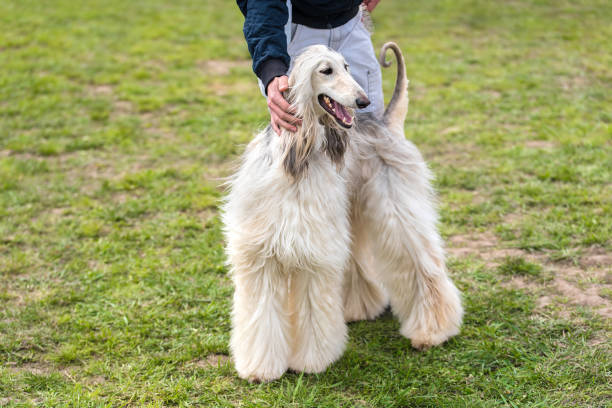 istock Poodle dog in the green park 690844924