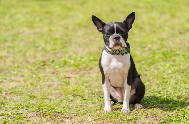 istock French Bulldog in the green park 690844976