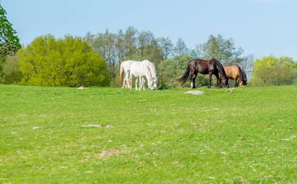 Photo of Four horses on green pasture