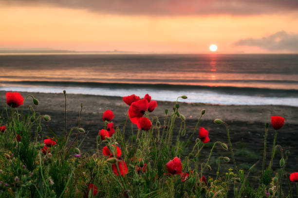 istock Seascape with poppies 690846088