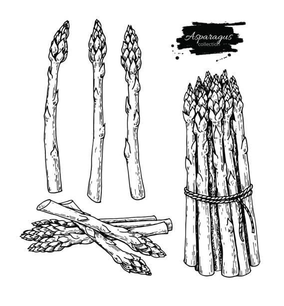 ilustrações, clipart, desenhos animados e ícones de ilustração em vetor espargos mão desenhada. objeto de estilo gravado vegetal isolado. - asparagus