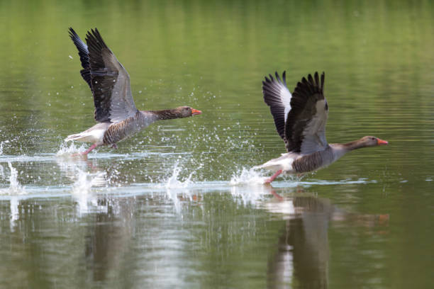 istock Two graylag geese (anser anser) running on the water surface 690855672