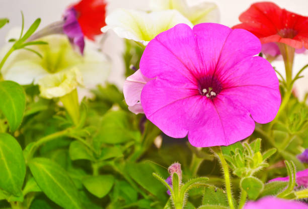 istock pink petunia flower close up 690859262