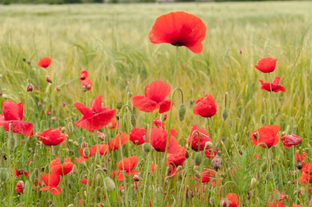 istock poppy flowers, buds and pods 690859776