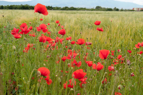istock poppy flowers, buds and pods 690861954