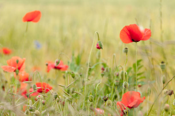 istock poppy flowers, buds and pods 690862292