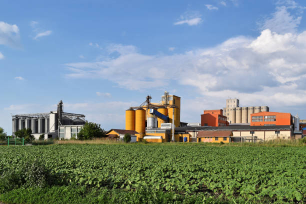 istock Young sunflower farm and silos in background 690864882